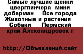 Самые лучшие щенки цвергпинчера (мини доберман) - Все города Животные и растения » Собаки   . Пермский край,Александровск г.